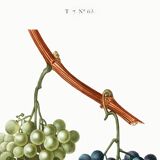 Vintage poster on the vine, based on an engraving from 1802.