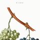 Vintage poster on the vine, based on an engraving from 1802.