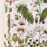 Poster about dangerous plants "poppy", based on a 1920 lithograph