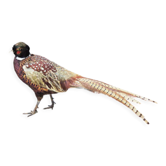 Old stuffed pheasant / stuffed / taxidermy