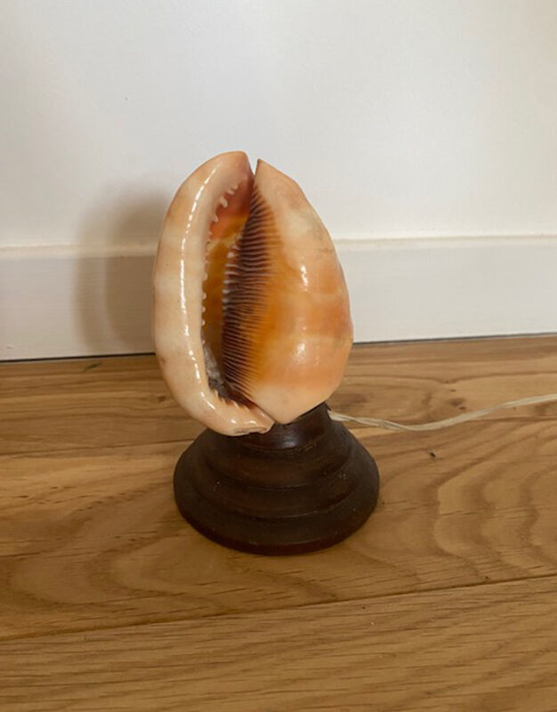 Shell lamp