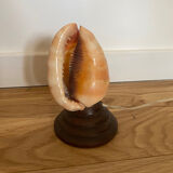 Shell lamp
