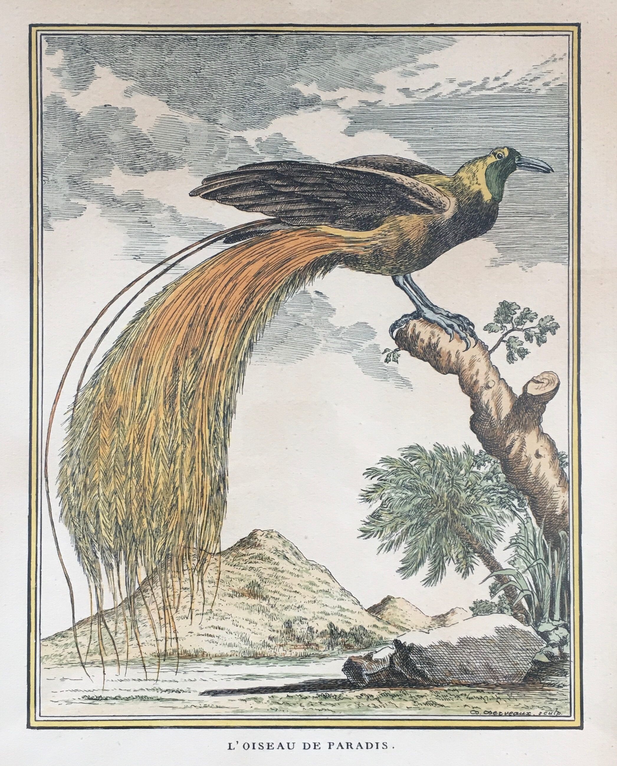 Illustration the bird of paradise