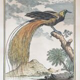 Illustration the bird of paradise