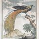 Illustration l’oiseau de paradis