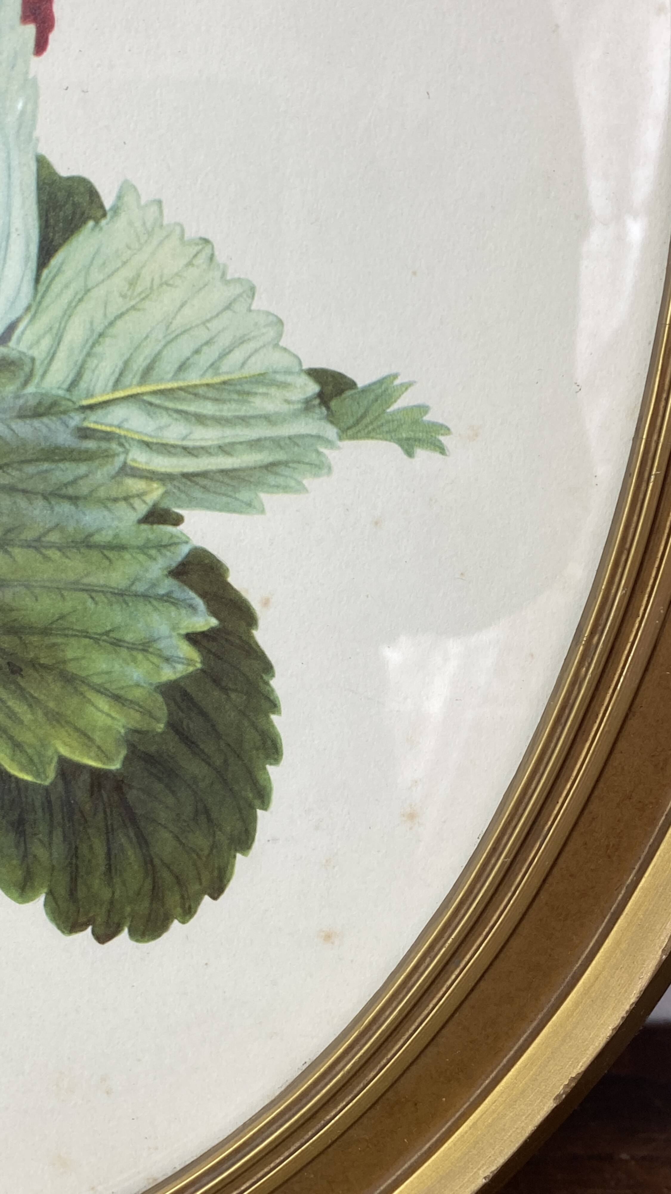 Framed botanical print of Fragaria Grandiflora