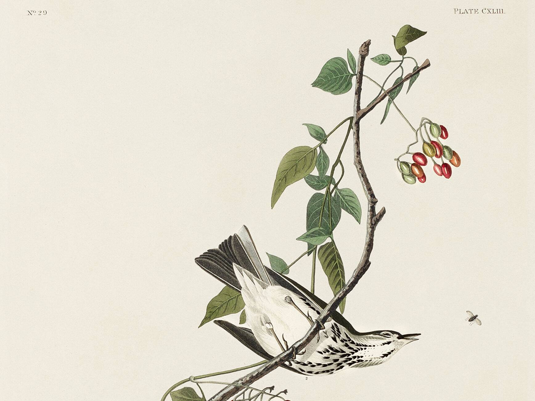 Poster of the Golden-collared Thrush, after an old engraving from 1827.
