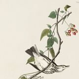 Poster of the Golden-collared Thrush, after an old engraving from 1827.