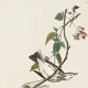 Affiche sur la Grive à collier doré, d’après une gravure ancienne de 1827.