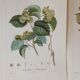 Botanic posters