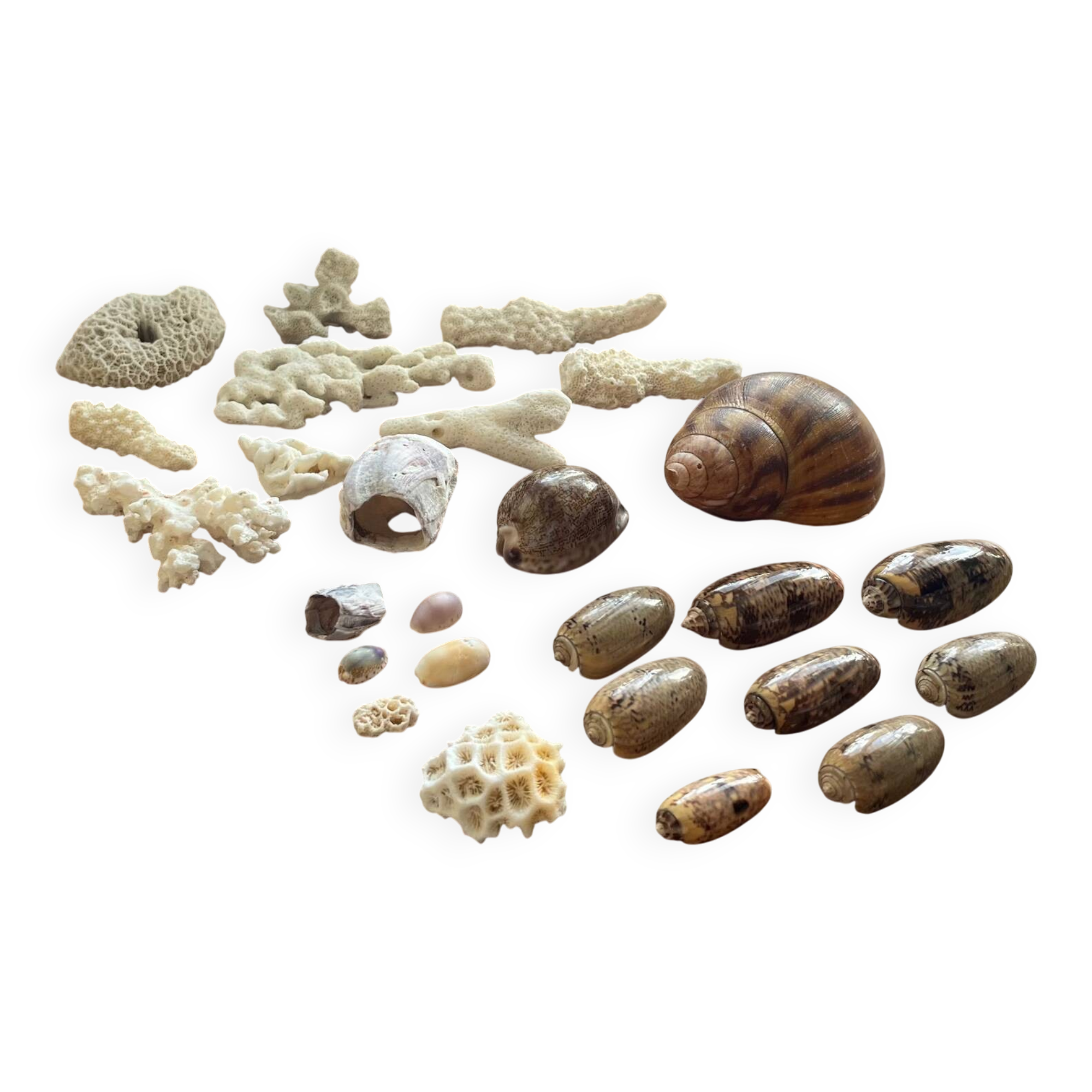 Set of natural shells and corals