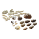 Set of natural shells and corals