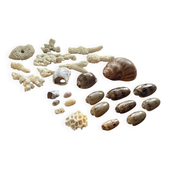 Set of natural shells and corals