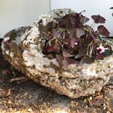 Cement basket planter, circa 1950