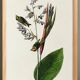 Poster about the Goldcrest, after an old engraving from 1827.