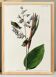 Poster about the Goldcrest, after an old engraving from 1827.