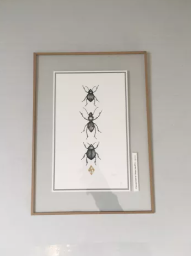 Illustration insects n°2, limited series