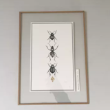 Illustration insects n°2, limited series