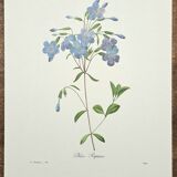 Planche botanique "Phlox reptans"