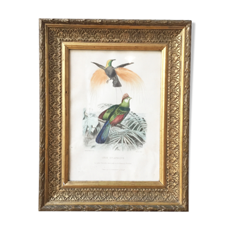 Lithographie gravure oiseaux 34 x 27 cm