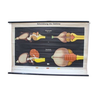 School map development of brains in animals