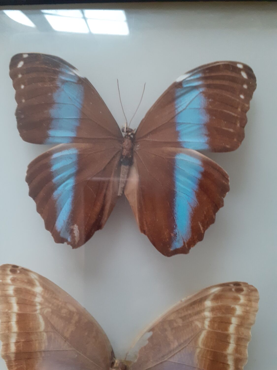 Lot de deux cadres de papillons exotiques