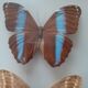 Lot de deux cadres de papillons exotiques