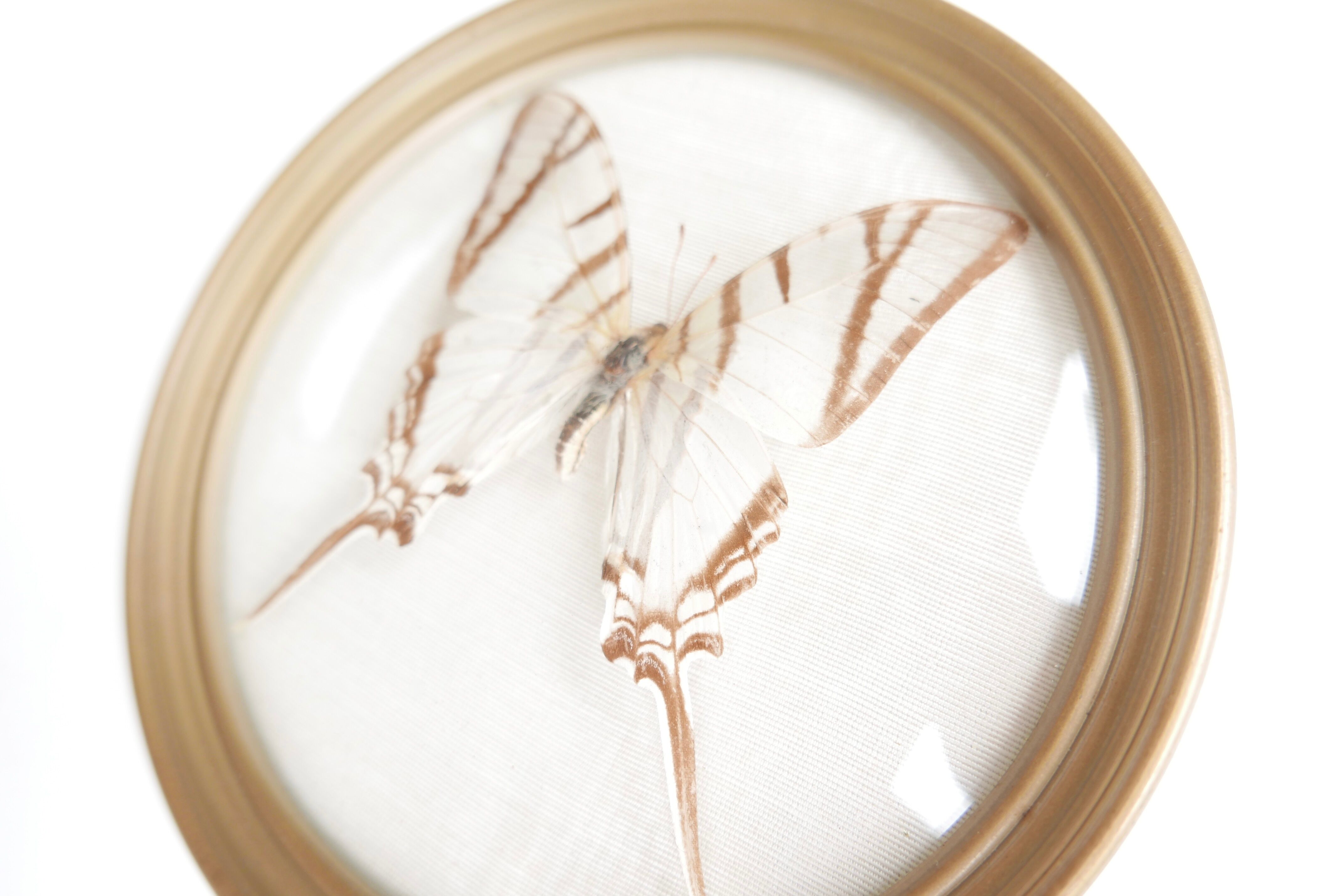 Domed showcase frame, naturalized white butterfly, 60s