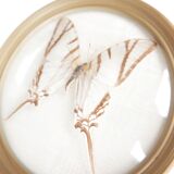Cadre vitrine bombée, papillon naturalisé blanc, années 60