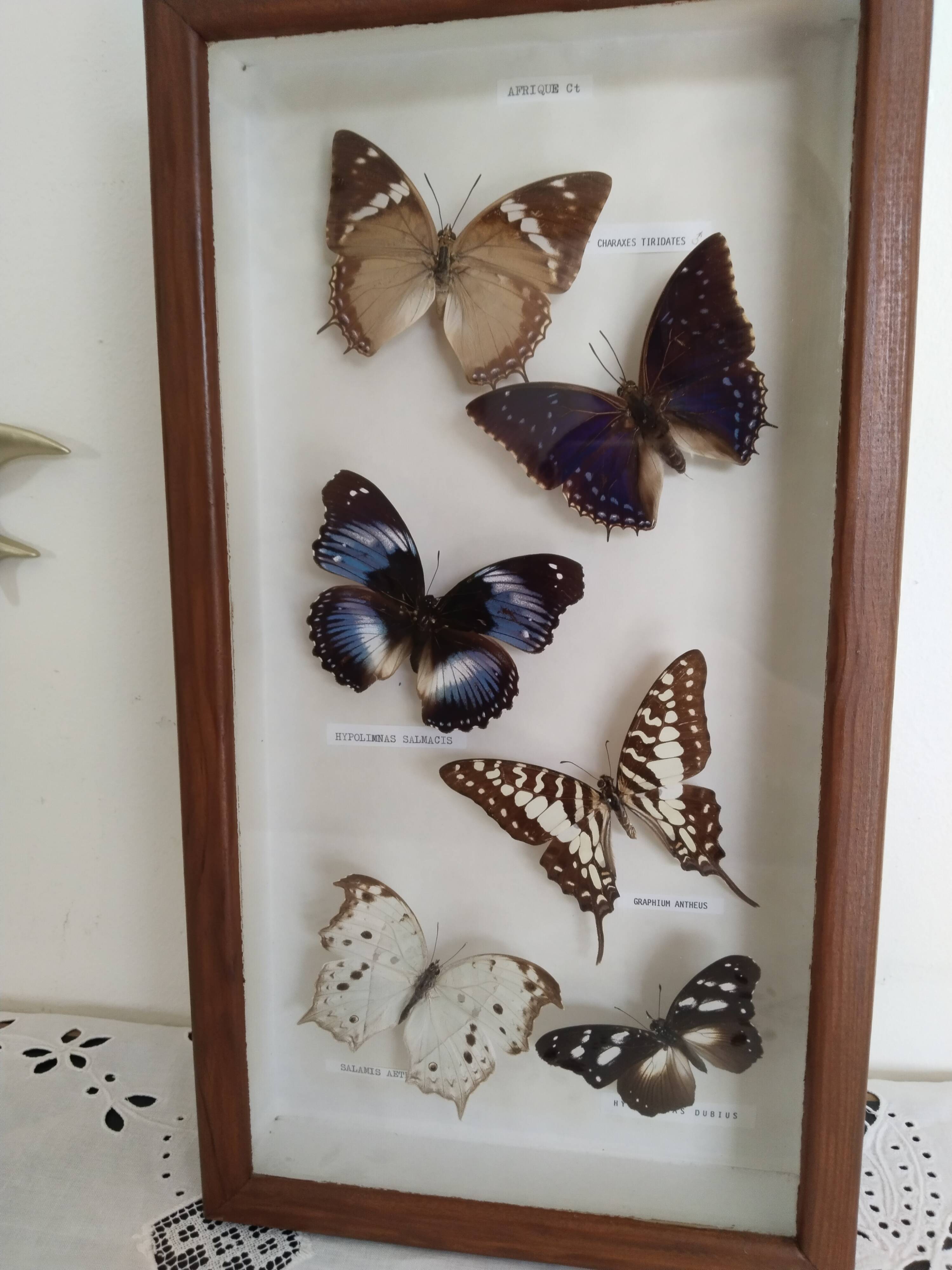 Butterflies stuffed under glass