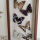 Butterflies stuffed under glass