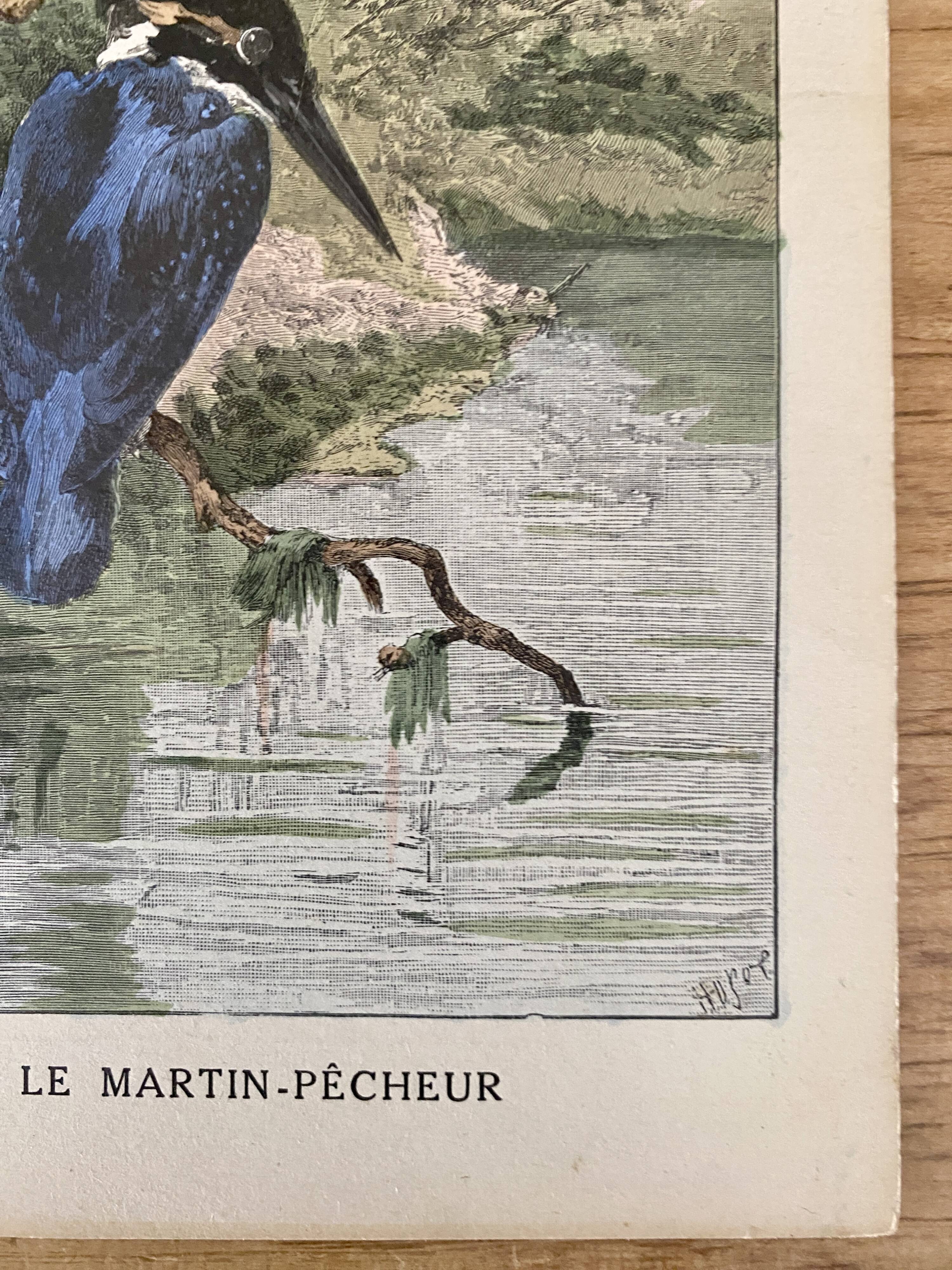 Old bird engraving - Giacomelli and Huyot - THE KING FISHER -