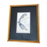 Drawing of birds