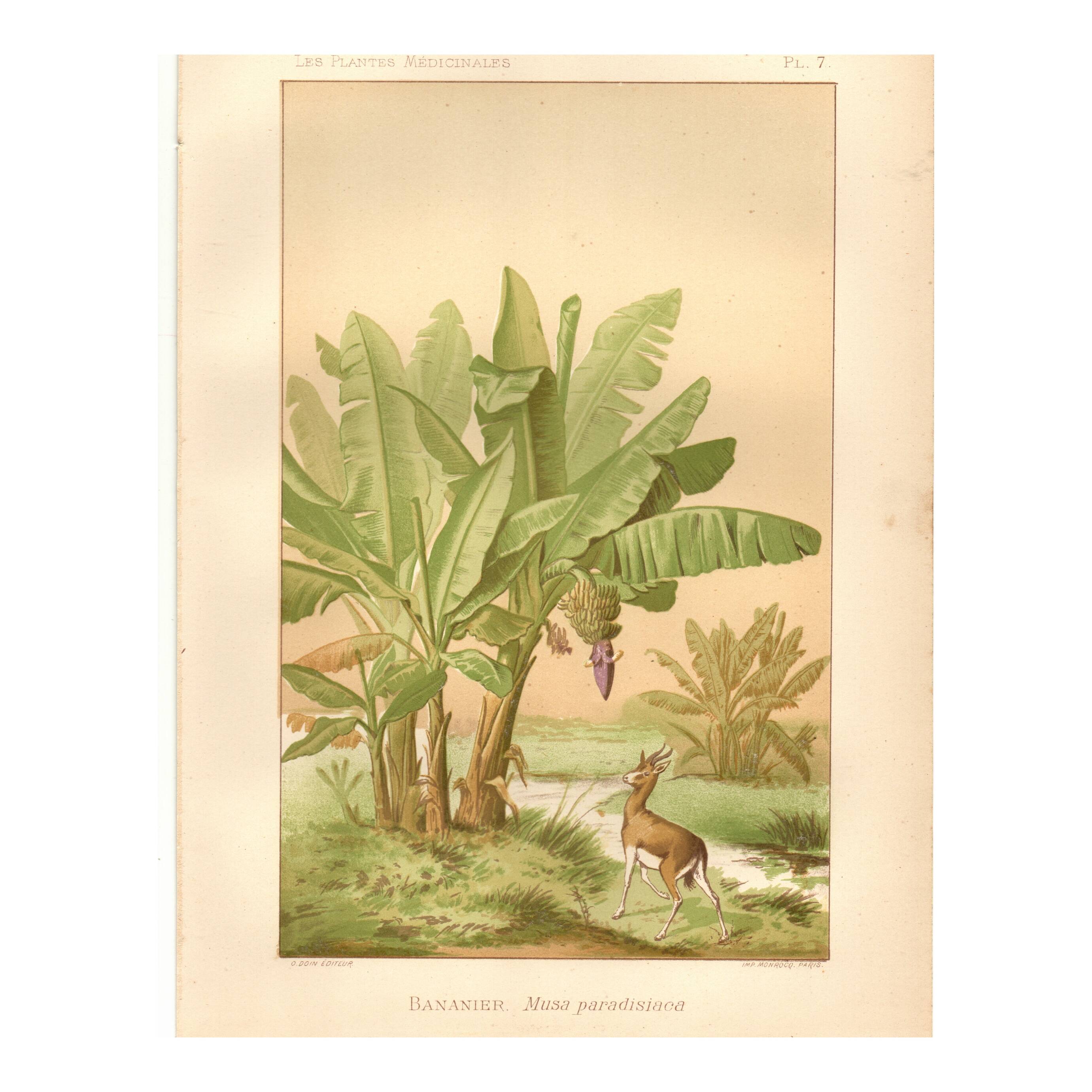 Antique engraving from 1889 - Banana tree - Vintage botanical lithograph