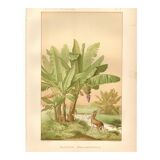 Antique engraving from 1889 - Banana tree - Vintage botanical lithograph