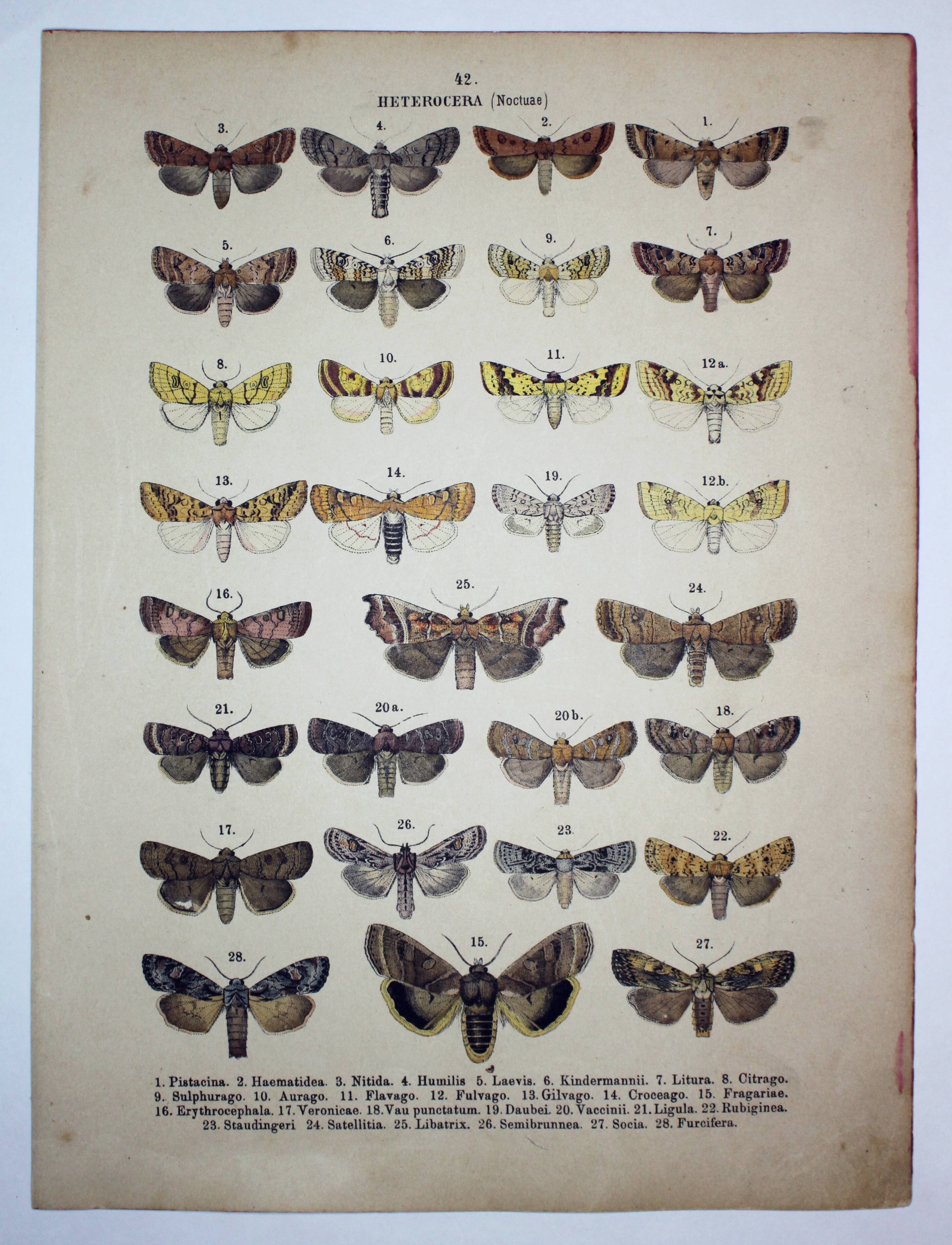 Antique Lithograph of Butterflies from 1887 - Pistacina - Vintage Engraving