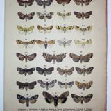 Antique Lithograph of Butterflies from 1887 - Pistacina - Vintage Engraving