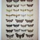 Lithographie ancienne de Papillons de 1887 - Pistacina - Gravure Vintage