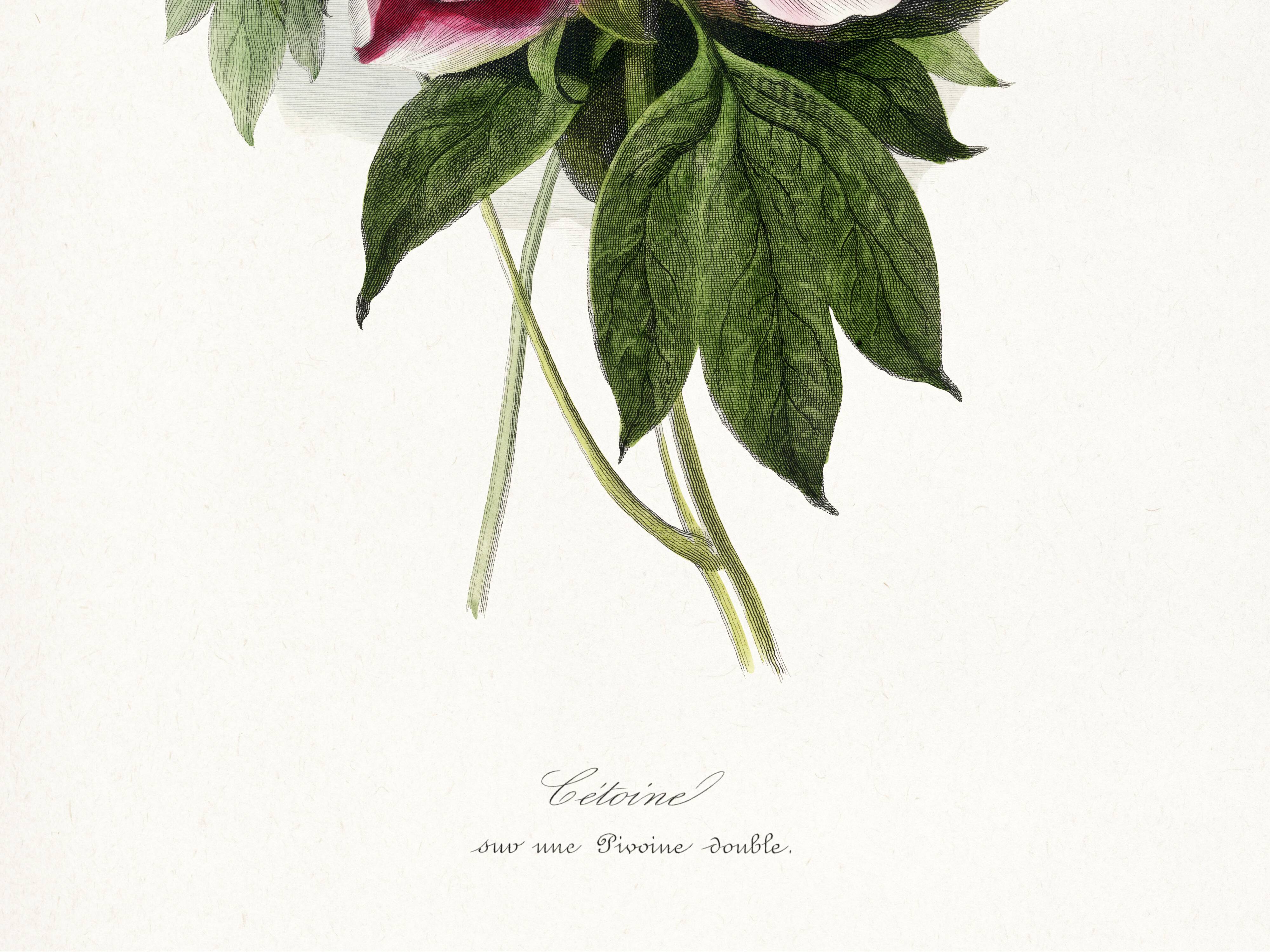 Poster about peonies, based on an old engraving from 1842.