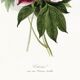 Poster about peonies, based on an old engraving from 1842.