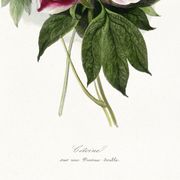 Affiche sur le pivoine, d’après une gravure ancienne de 1842.