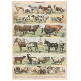 Planche ancienne sur les mammifères, 1897
