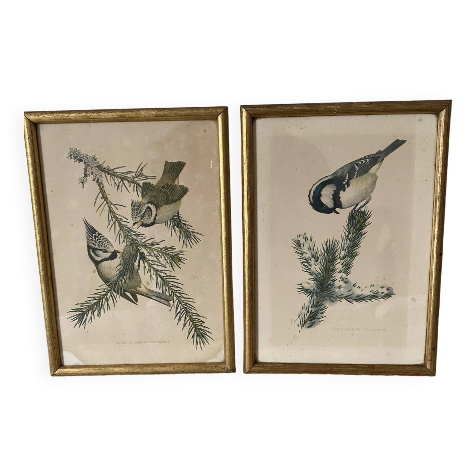 Duo of paintings signed Murr 1956 representing birds. Gilded wooden frame. Under glass.
