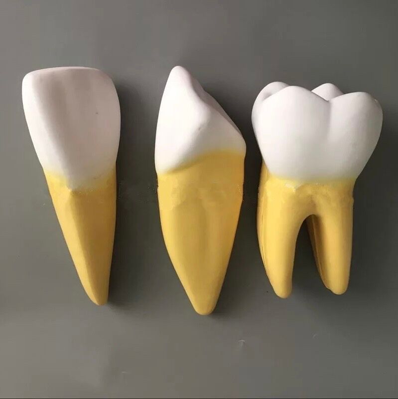 Large size dental model 3 tooth