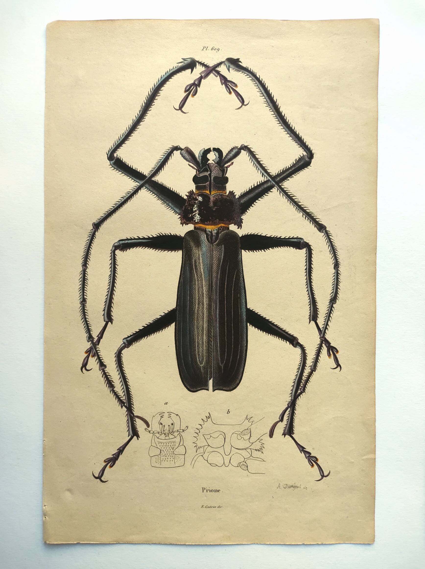 Antique plate from 1839 - Priones Insects 4 - Hand-colored engraving