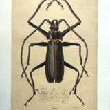 Antique plate from 1839 - Priones Insects 4 - Hand-colored engraving