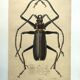 Antique plate from 1839 - Priones Insects 4 - Hand-colored engraving