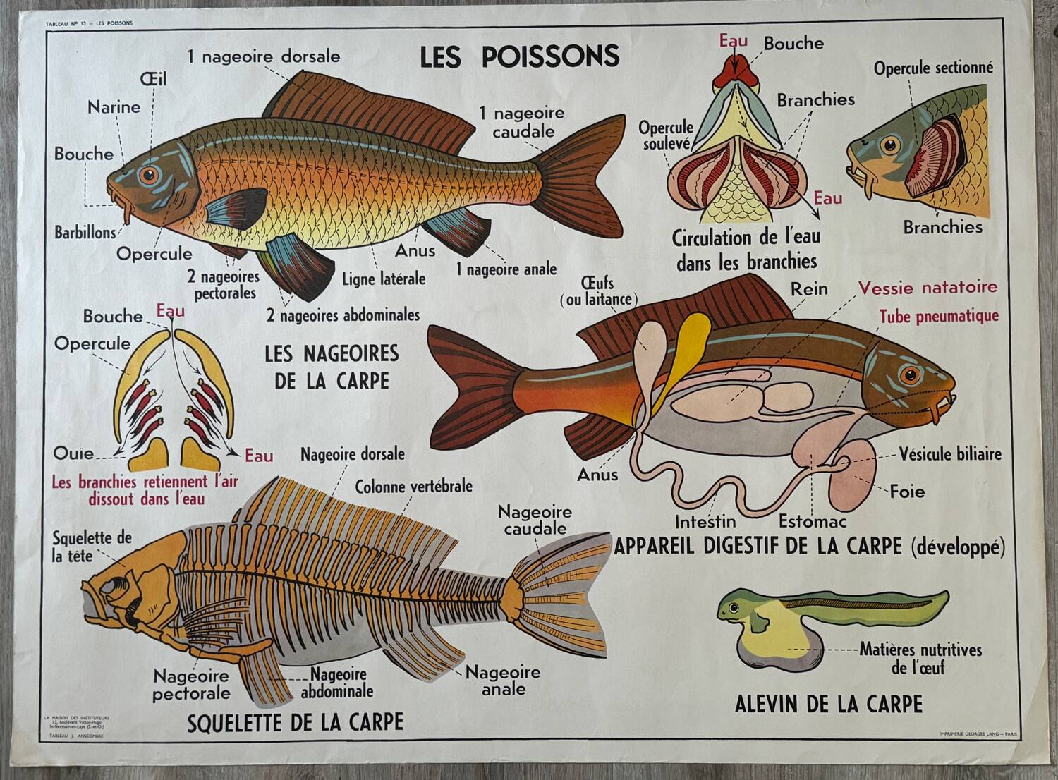 Vintage double-sided school poster “THE BEE / THE FISH”