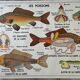 Vintage double-sided school poster “THE BEE / THE FISH”