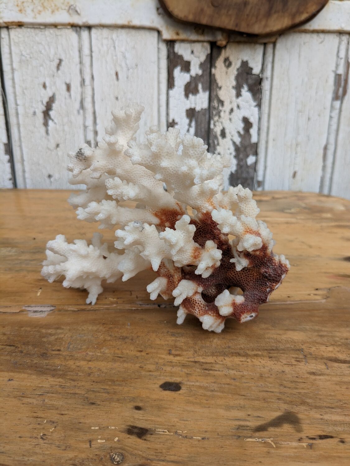 Real coral of the 70s